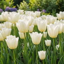 Tulipe City of Vancouver
