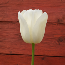 Tulipe City of Vancouver