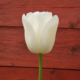 Tulipe City of Vancouver