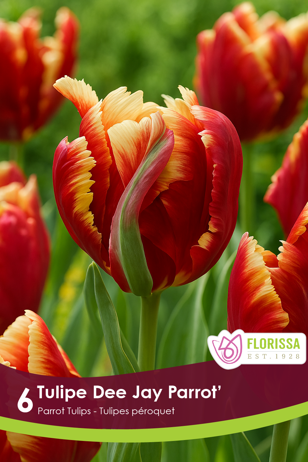 Tulipe Dee Jay Parrot ( Tulipa ) : une tulipe perroquet rouge bordée de jaune. Le visuel Florissa présente la plante et son nom dans la partie inférieure de l’étiquette. La photographie occupe presque toute la surface, tandis que le bandeau du bas rassemble les indications du produit. Cette vue permet de reconnaître son apparence et de distinguer la variété présentée.
