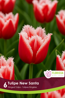 Tulipe New Santa ( Tulipa ) : des tulipes rouges bordées d’une frange blanche. Le visuel Florissa présente la plante et son nom dans la partie inférieure de l’étiquette. La photographie occupe presque toute la surface, tandis que le bandeau du bas rassemble les indications du produit. Cette vue permet de reconnaître son apparence et de distinguer la variété présentée.