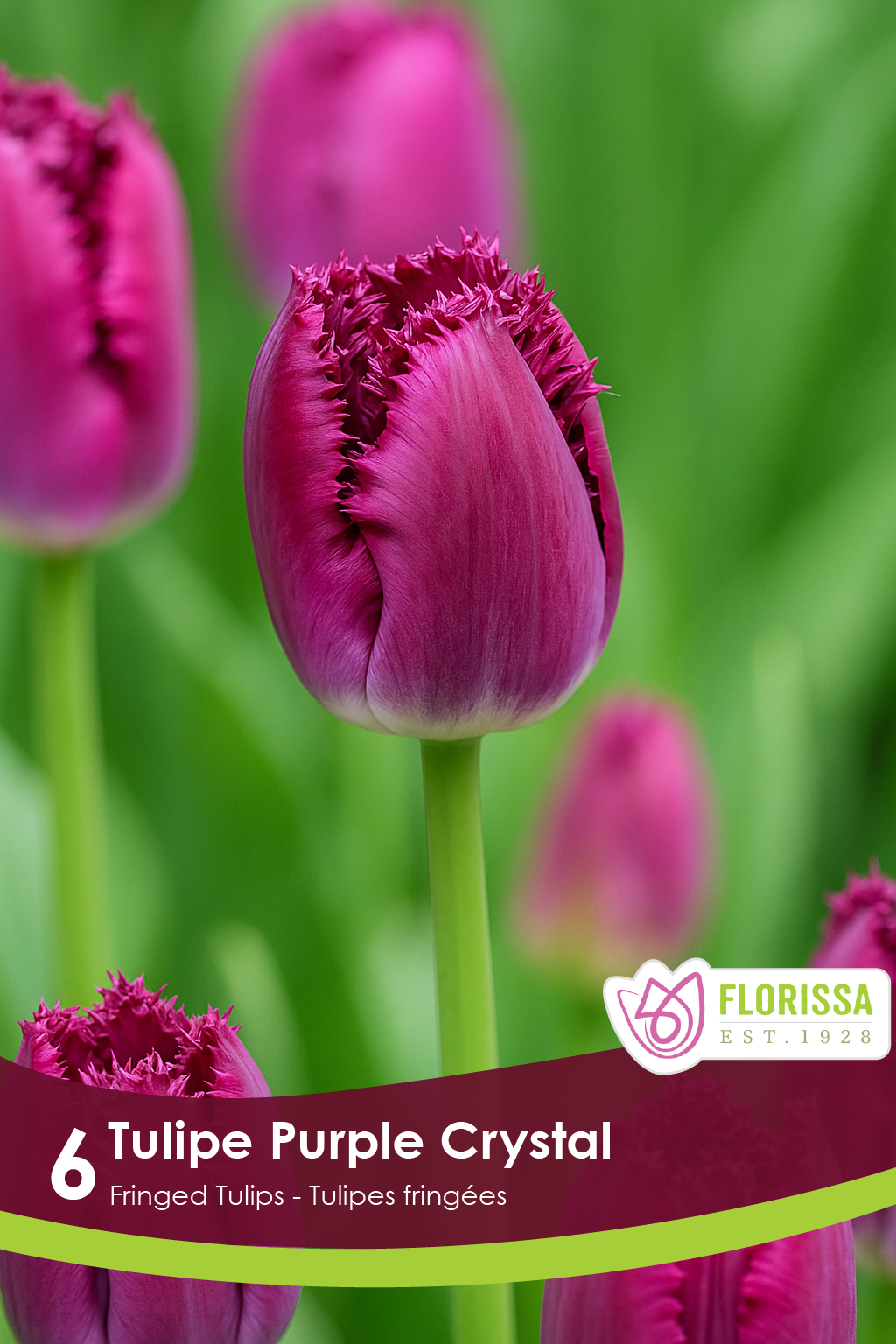 Purple Crystal Tulip
