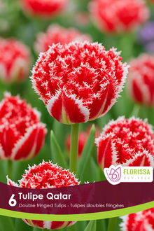 Qatar Tulip