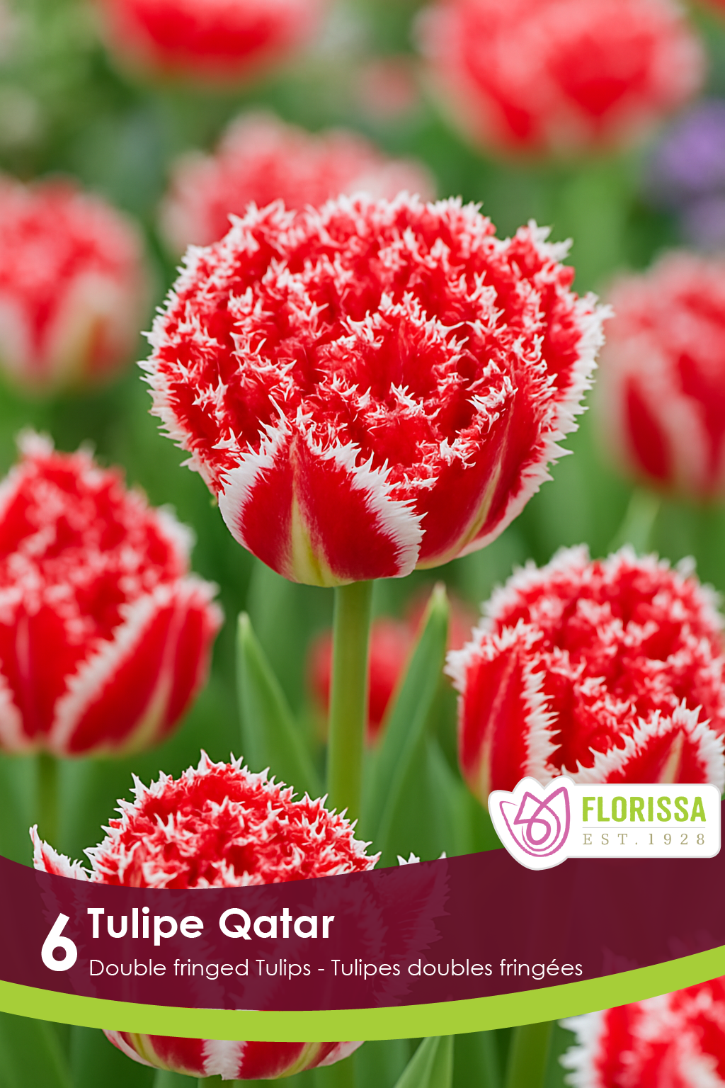 Qatar Tulip