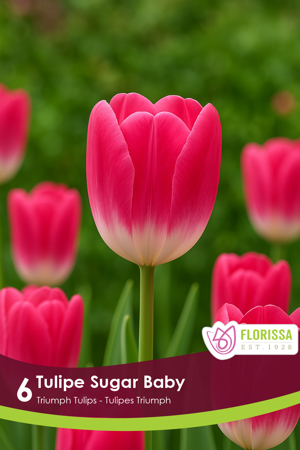 Tulipe Sugar Baby ( Tulipa ) : une tulipe rose vif à base blanche. Le visuel Florissa présente la plante et son nom dans la partie inférieure de l’étiquette. La photographie occupe presque toute la surface, tandis que le bandeau du bas rassemble les indications du produit. Cette vue permet de reconnaître son apparence et de distinguer la variété présentée.
