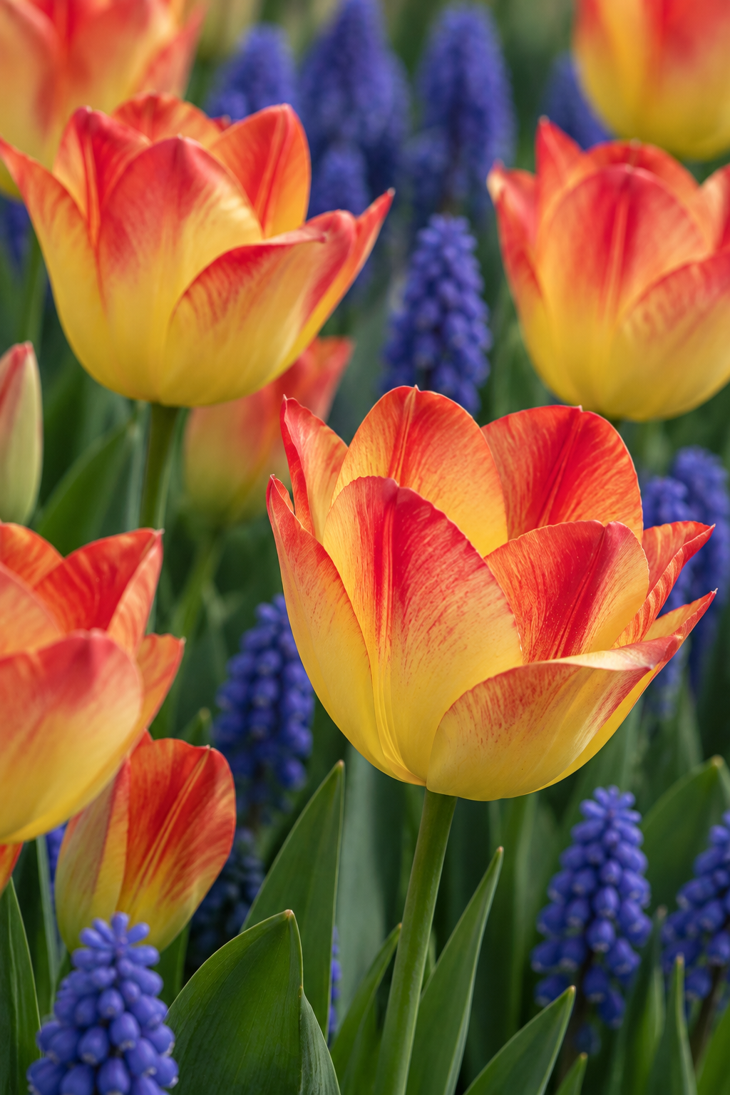 Tulipe Suncatcher (Tulipa)