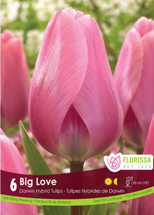 Tulipe ‘Big Love’ ( Tulipa ) : une tulipe rose vif en coupe allongée parmi d’autres fleurs roses. Le visuel Florissa présente la plante et son nom dans la partie inférieure de l’étiquette. La photographie occupe presque toute la surface, tandis que le bandeau du bas rassemble les indications du produit. Cette vue permet de reconnaître son apparence et de distinguer la variété présentée.