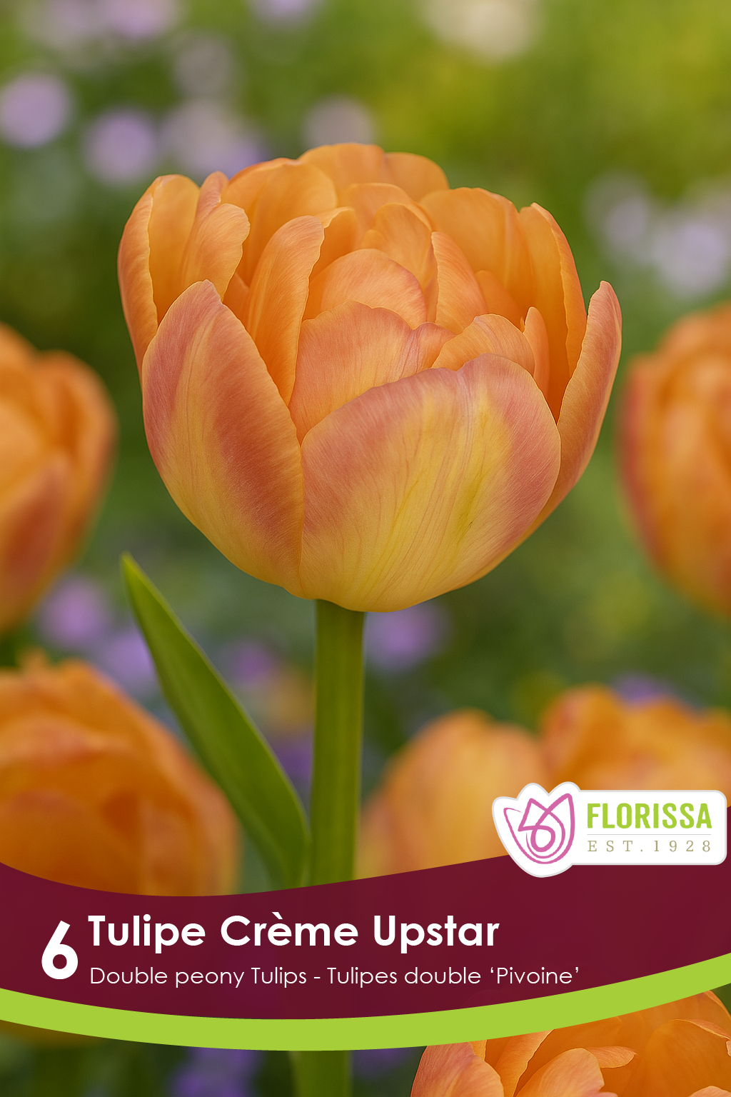 Crème Upstar Tulip 