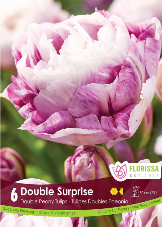 Tulipe ‘Double Surprise’ ( Tulipa ) : une tulipe double blanche et pourpre aux nombreux pétales irréguliers. Le visuel Florissa présente la plante et son nom dans la partie inférieure de l’étiquette. La photographie occupe presque toute la surface, tandis que le bandeau du bas rassemble les indications du produit. Cette vue permet de reconnaître son apparence et de distinguer la variété présentée.
