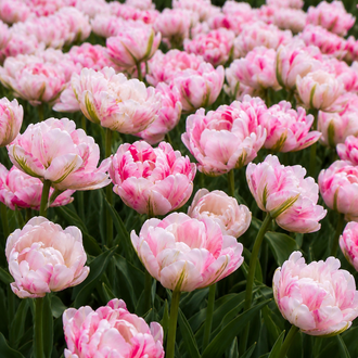 Tulipe ‘Finola’ ( Tulipa ) : un massif de tulipes doubles roses à bordure claire. Cette photographie montre le sujet de près et permet d’en observer les formes, les couleurs et la disposition. Le cadrage attire l’attention sur les éléments visibles au premier plan. Cette vue complète la présentation du produit en donnant un aperçu de son apparence à cette étape, dans la scène photographiée.