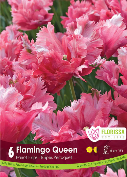 Tulipe ‘Flamingo Queen’ ( Tulipa ) : des tulipes roses aux pétales très découpés et ondulés. Le visuel Florissa présente la plante et son nom dans la partie inférieure de l’étiquette. La photographie occupe presque toute la surface, tandis que le bandeau du bas rassemble les indications du produit. Cette vue permet de reconnaître son apparence et de distinguer la variété présentée.