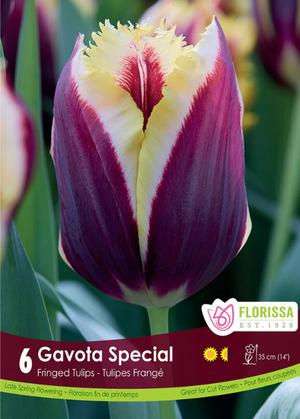 Tulipe 'Gavota Special'