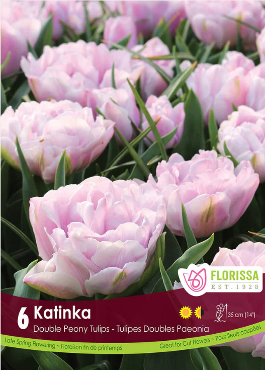 Tulipe ‘Katinka’ ( Tulipa ) : des tulipes doubles rose très pâle formant un massif. Le visuel Florissa présente la plante et son nom dans la partie inférieure de l’étiquette. La photographie occupe presque toute la surface, tandis que le bandeau du bas rassemble les indications du produit. Cette vue permet de reconnaître son apparence et de distinguer la variété présentée.