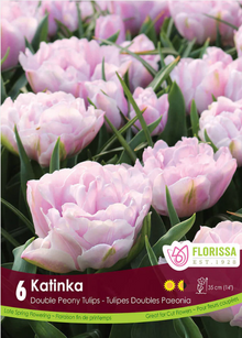 Tulipe ‘Katinka’ ( Tulipa ) : des tulipes doubles rose très pâle formant un massif. Le visuel Florissa présente la plante et son nom dans la partie inférieure de l’étiquette. La photographie occupe presque toute la surface, tandis que le bandeau du bas rassemble les indications du produit. Cette vue permet de reconnaître son apparence et de distinguer la variété présentée.
