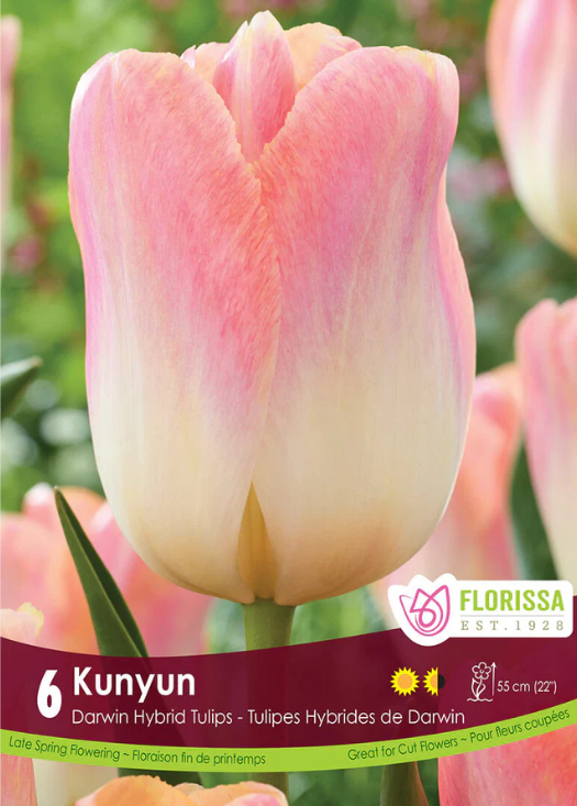Tulipe 'Kunyun'