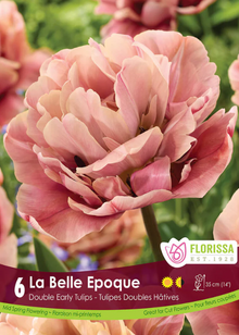 Tulipe ‘La Belle Époque’ ( Tulipa ) : une tulipe double aux tons rose poudré, beige et cuivré. Le visuel Florissa présente la plante et son nom dans la partie inférieure de l’étiquette. La photographie occupe presque toute la surface, tandis que le bandeau du bas rassemble les indications du produit. Cette vue permet de reconnaître son apparence et de distinguer la variété présentée.