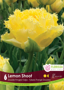 Tulipe 'Lemon Shoot'