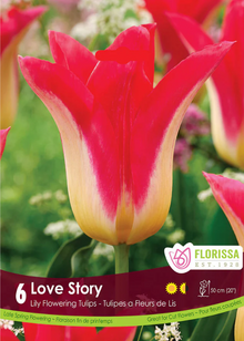 Tulipe ‘Love Story’ ( Tulipa ) : une tulipe rouge à base jaune crème et pétales pointus. Le visuel Florissa présente la plante et son nom dans la partie inférieure de l’étiquette. La photographie occupe presque toute la surface, tandis que le bandeau du bas rassemble les indications du produit. Cette vue permet de reconnaître son apparence et de distinguer la variété présentée.