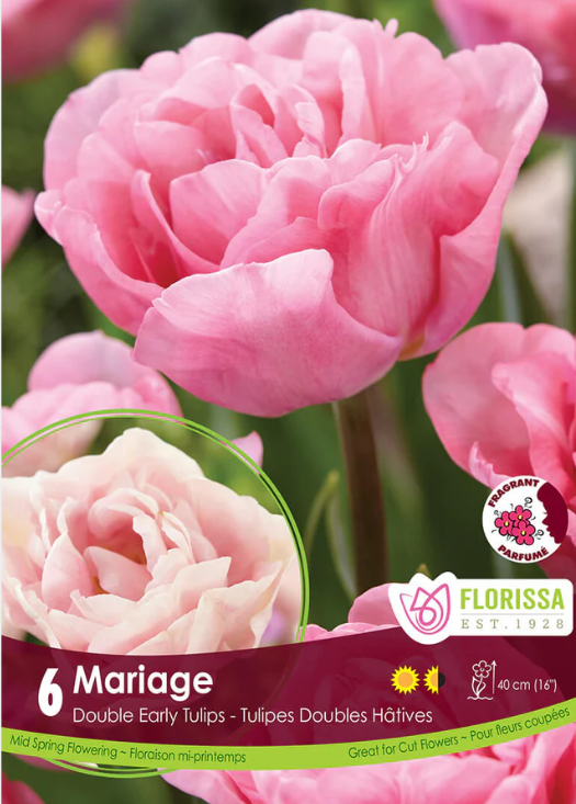 Tulipe ‘Mariage’ ( Tulipa ) : des tulipes doubles roses aux pétales arrondis et serrés. Le visuel Florissa présente la plante et son nom dans la partie inférieure de l’étiquette. La photographie occupe presque toute la surface, tandis que le bandeau du bas rassemble les indications du produit. Cette vue permet de reconnaître son apparence et de distinguer la variété présentée.