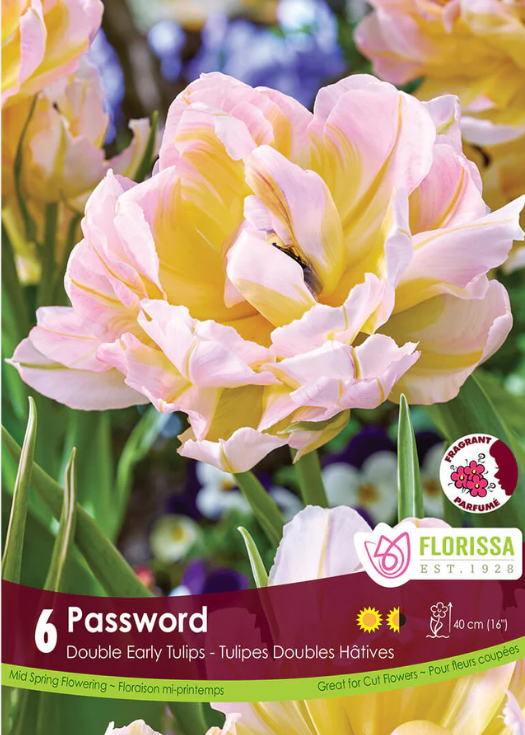 Tulipe ‘Password’ ( Tulipa ) : des tulipes doubles aux pétales crème, jaunes et roses. Le visuel Florissa présente la plante et son nom dans la partie inférieure de l’étiquette. La photographie occupe presque toute la surface, tandis que le bandeau du bas rassemble les indications du produit. Cette vue permet de reconnaître son apparence et de distinguer la variété présentée.