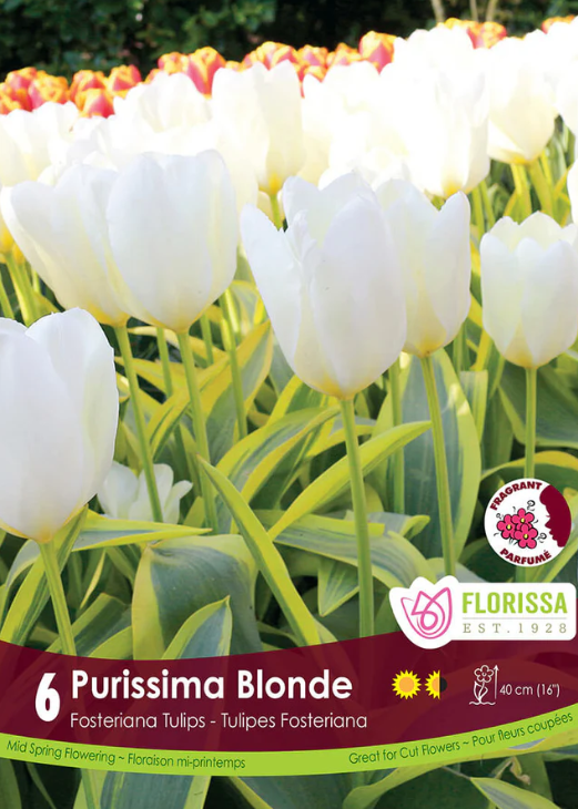 Tulipe ‘Purissima Blonde’ ( Tulipa fosteriana ) : un groupe de tulipes blanches dressées au-dessus des feuilles vertes. Le visuel Florissa présente la plante et son nom dans la partie inférieure de l’étiquette. La photographie occupe presque toute la surface, tandis que le bandeau du bas rassemble les indications du produit. Cette vue permet de reconnaître son apparence et de distinguer la variété présentée.