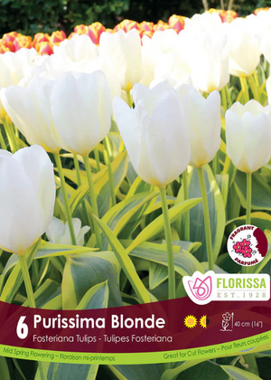 Tulipe 'Purissima Blonde'