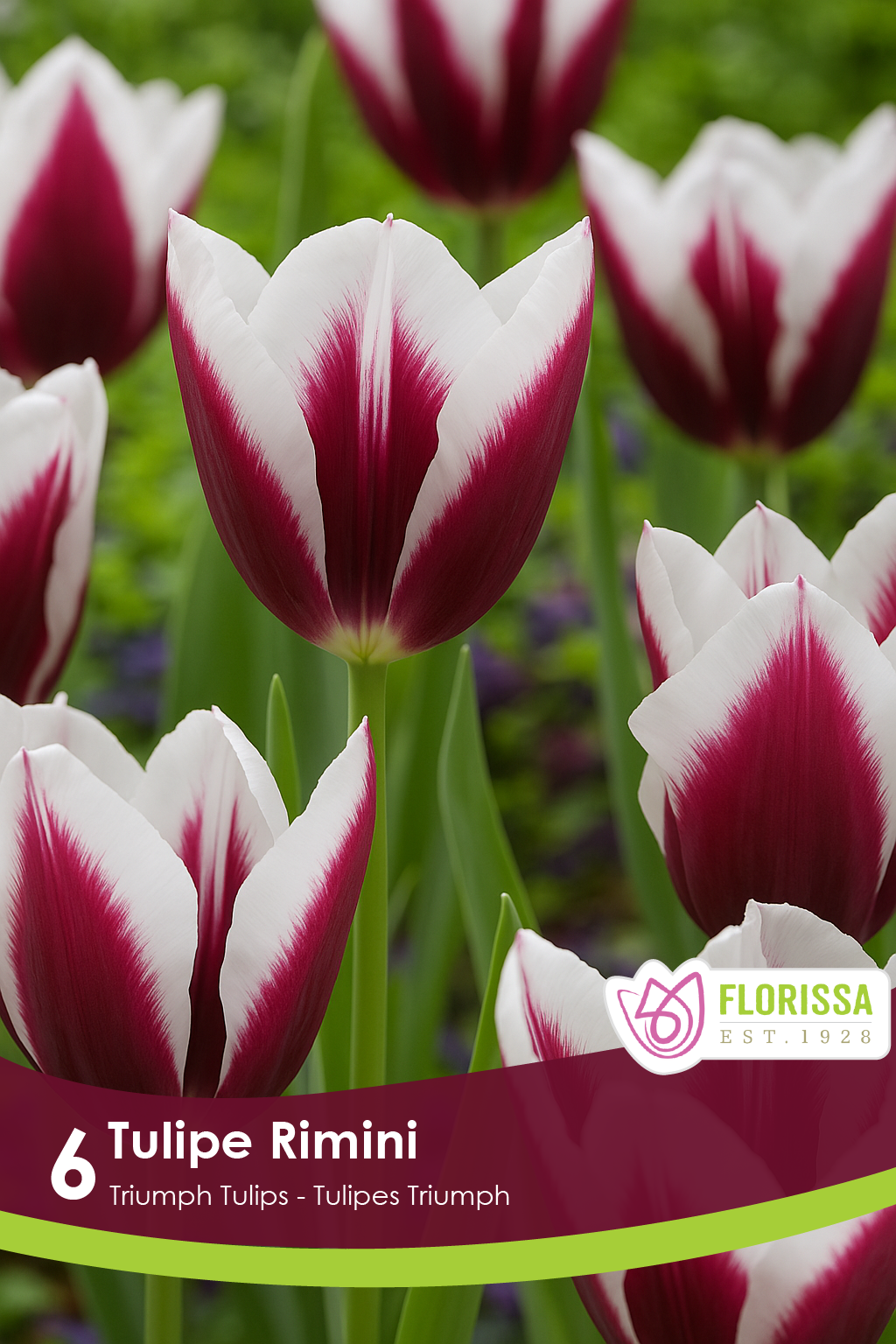 Rimini Tulip