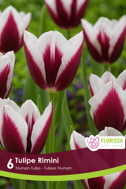 Tulipe Rimini