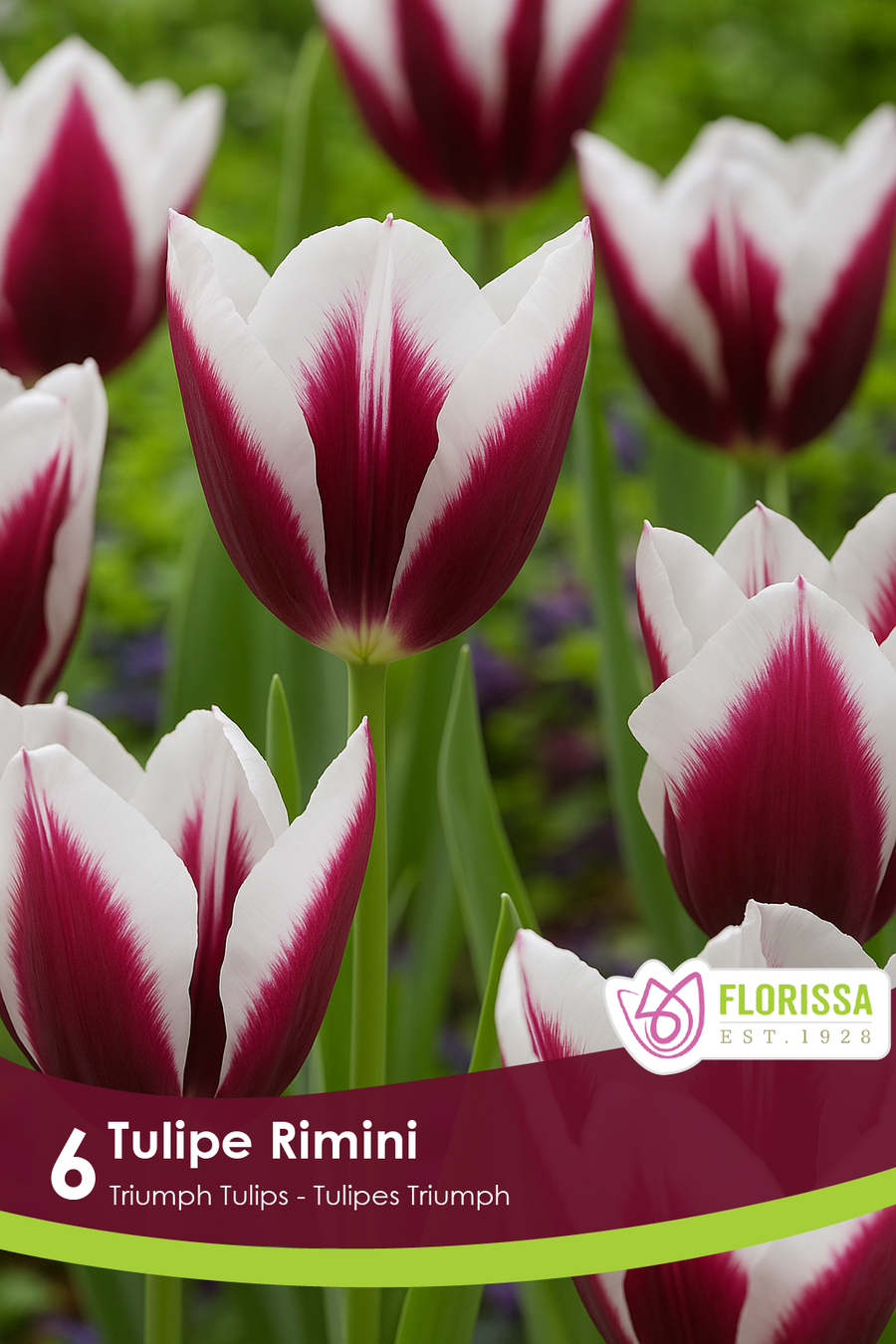 Tulipe Rimini