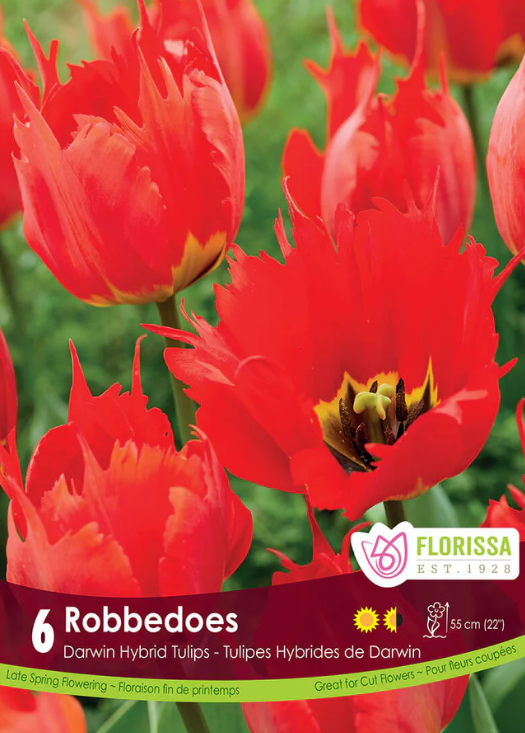 Tulipe ‘Robbedoes’ ( Tulipa ) : des tulipes rouge vif aux pétales irréguliers et pointus. Le visuel Florissa présente la plante et son nom dans la partie inférieure de l’étiquette. La photographie occupe presque toute la surface, tandis que le bandeau du bas rassemble les indications du produit. Cette vue permet de reconnaître son apparence et de distinguer la variété présentée.