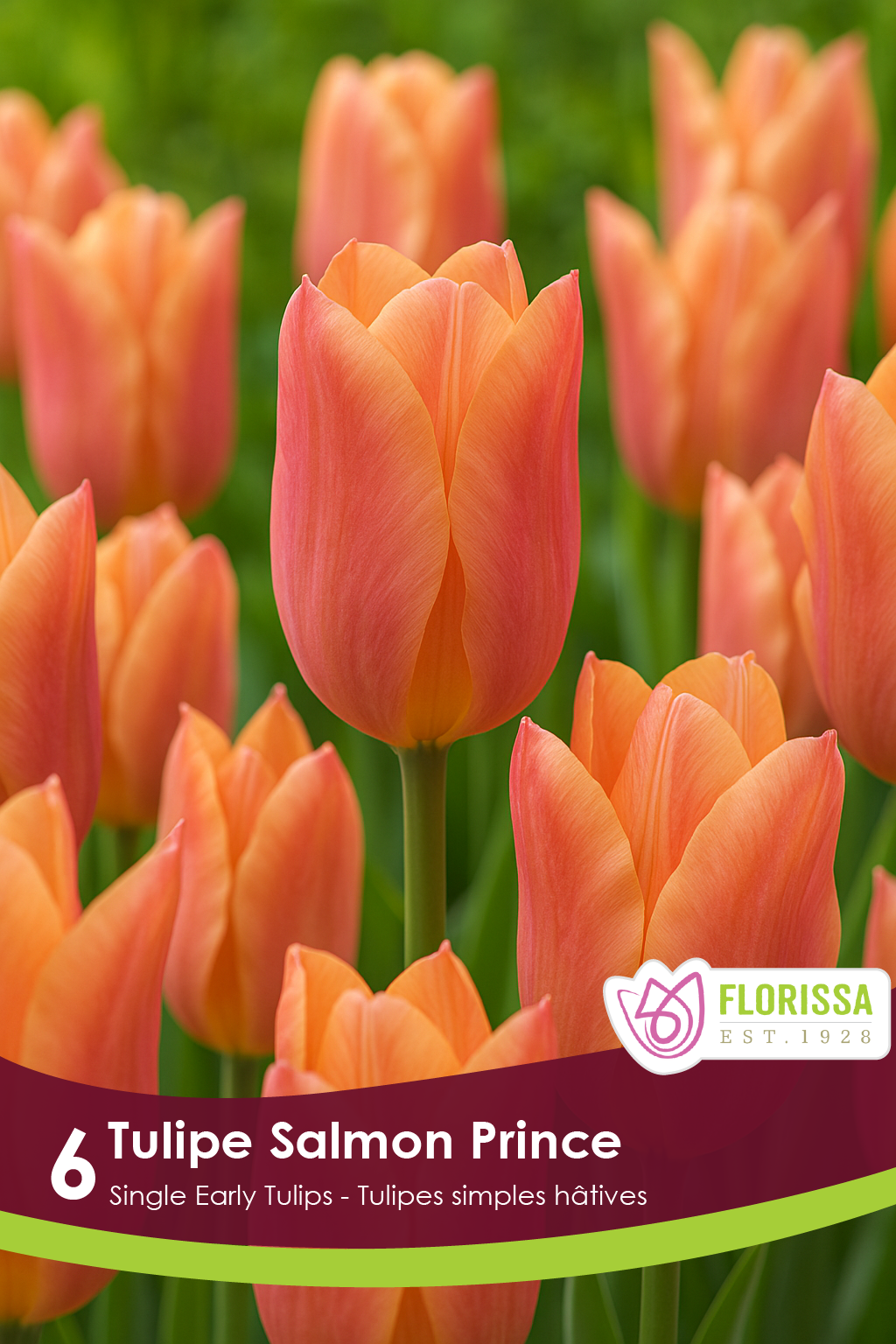 Tulipe Salmon Prince ( Tulipa ) : des tulipes orange rosé aux pétales lisses. Le visuel Florissa présente la plante et son nom dans la partie inférieure de l’étiquette. La photographie occupe presque toute la surface, tandis que le bandeau du bas rassemble les indications du produit. Cette vue permet de reconnaître son apparence et de distinguer la variété présentée.