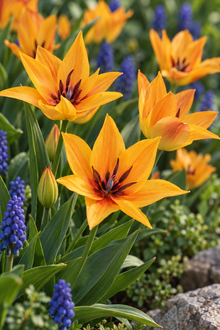 Tulipe Shogun (<em>Tulipa</em>)