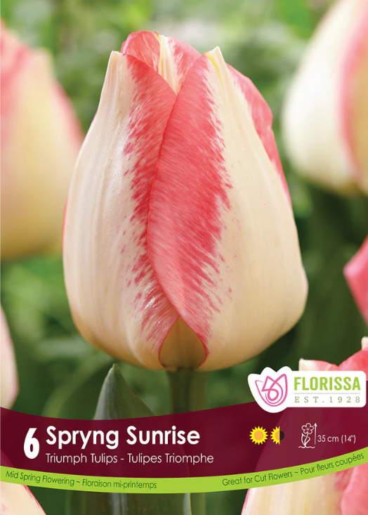 Tulipe ‘Spryng Sunrise’ ( Tulipa ) : une tulipe crème parcourue d’une large flamme rose sur chaque pétale. Le visuel Florissa présente la plante et son nom dans la partie inférieure de l’étiquette. La photographie occupe presque toute la surface, tandis que le bandeau du bas rassemble les indications du produit. Cette vue permet de reconnaître son apparence et de distinguer la variété présentée.