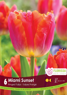 Tulipe 'Sunset Miami'