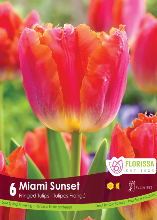 Tulipe 'Sunset Miami'