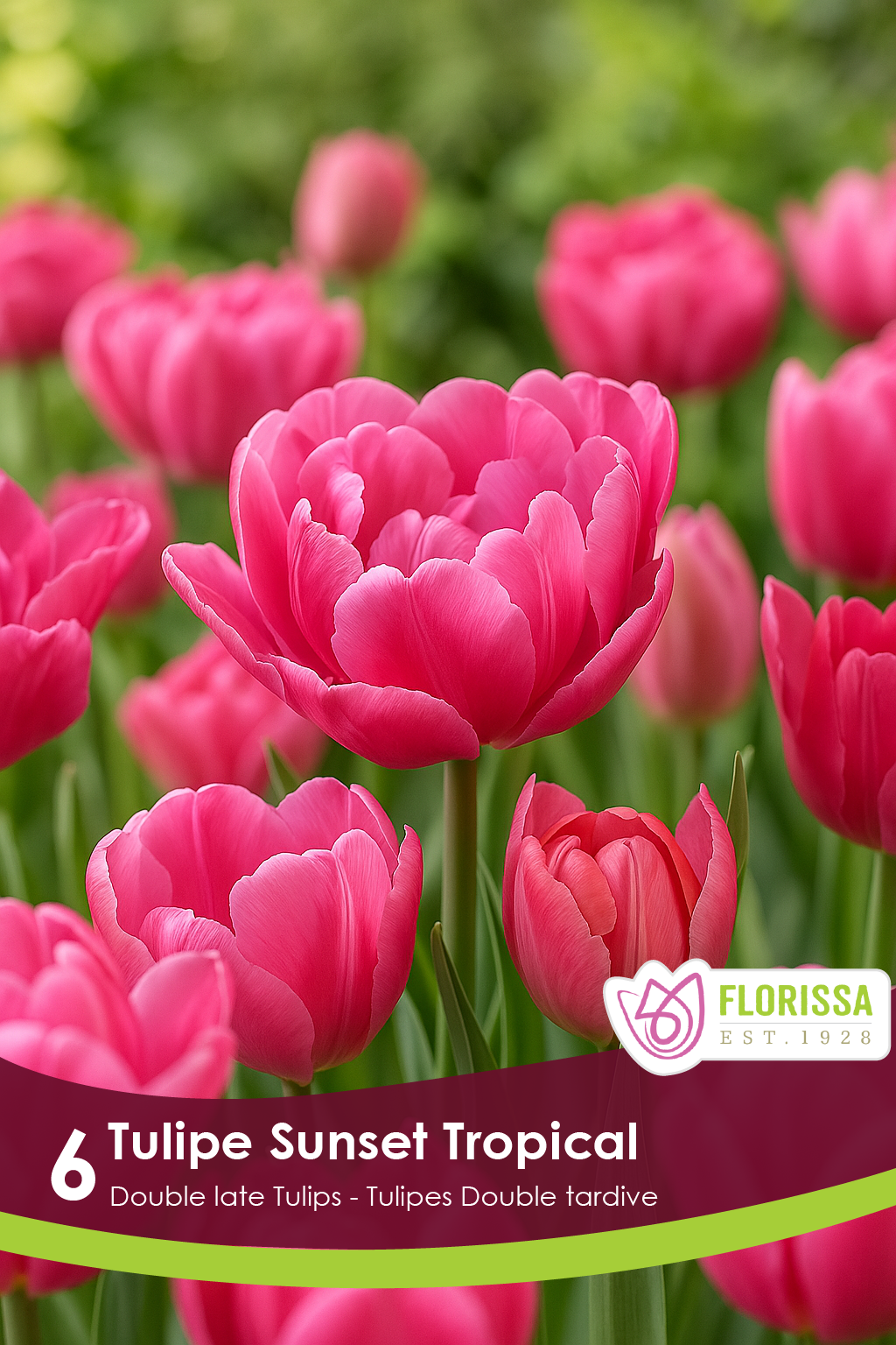 Tulipe Sunset Tropical ( Tulipa ) : des tulipes doubles rose vif regroupées dans un massif. Le visuel Florissa présente la plante et son nom dans la partie inférieure de l’étiquette. La photographie occupe presque toute la surface, tandis que le bandeau du bas rassemble les indications du produit. Cette vue permet de reconnaître son apparence et de distinguer la variété présentée.