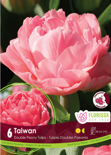 Tulipe 'Taiwan'