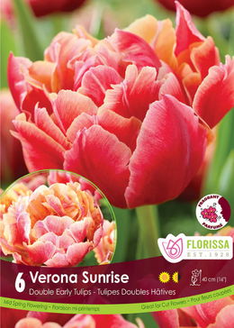 Tulipe 'Verona Sunrise'