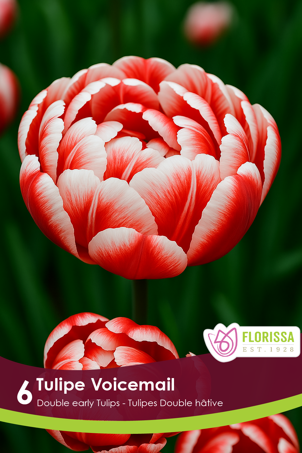Tulipe Voicemail ( Tulipa ) : une tulipe double rouge largement bordée de blanc. Le visuel Florissa présente la plante et son nom dans la partie inférieure de l’étiquette. La photographie occupe presque toute la surface, tandis que le bandeau du bas rassemble les indications du produit. Cette vue permet de reconnaître son apparence et de distinguer la variété présentée.