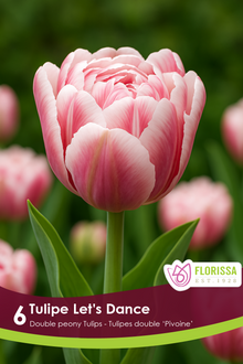 Tulipe Let's Dance ( Tulipa ) : une tulipe double rose bordée de blanc crème. Le visuel Florissa présente la plante et son nom dans la partie inférieure de l’étiquette. La photographie occupe presque toute la surface, tandis que le bandeau du bas rassemble les indications du produit. Cette vue permet de reconnaître son apparence et de distinguer la variété présentée.
