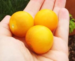 Tomate jaune Tumbling Tom – Gaia Organic Seeds