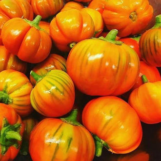 Organic 'Turkish Orange' Eggplant Seeds by Gaia, product image prepared for Canadian gardeners.