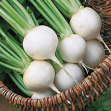 Navet 'White Snowball'
