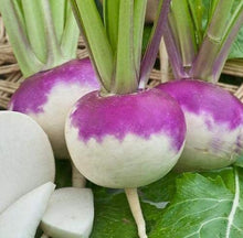 Semences Navet 'Milano Violetto' (Brassica rapa)