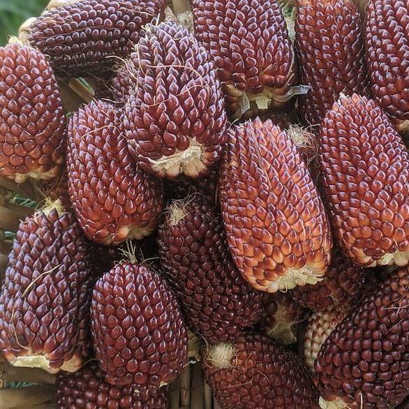 Maïs à éclater 'Two-Inch Strawberry Popcorn' bio