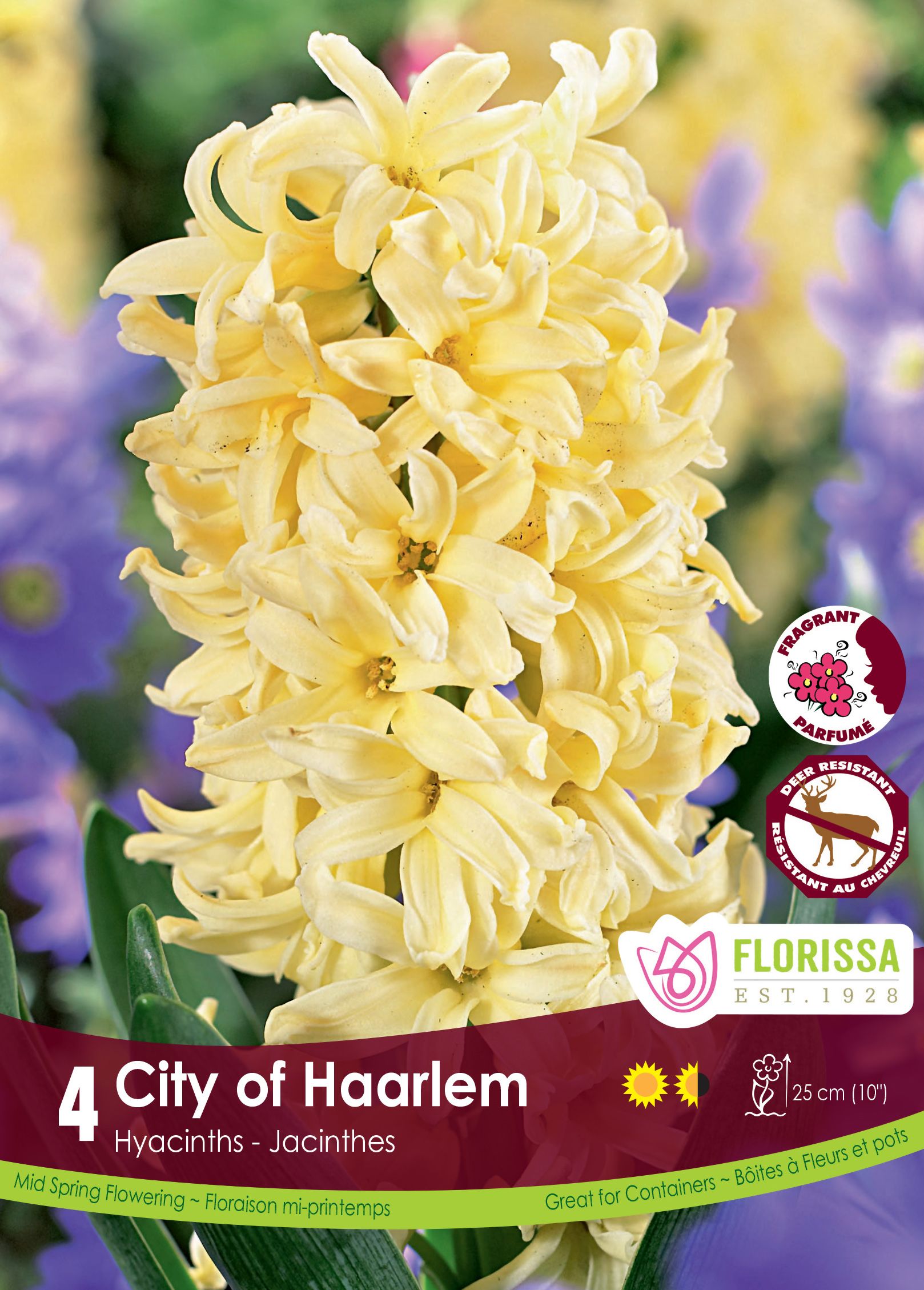 Jacinthe City of Haarlem
