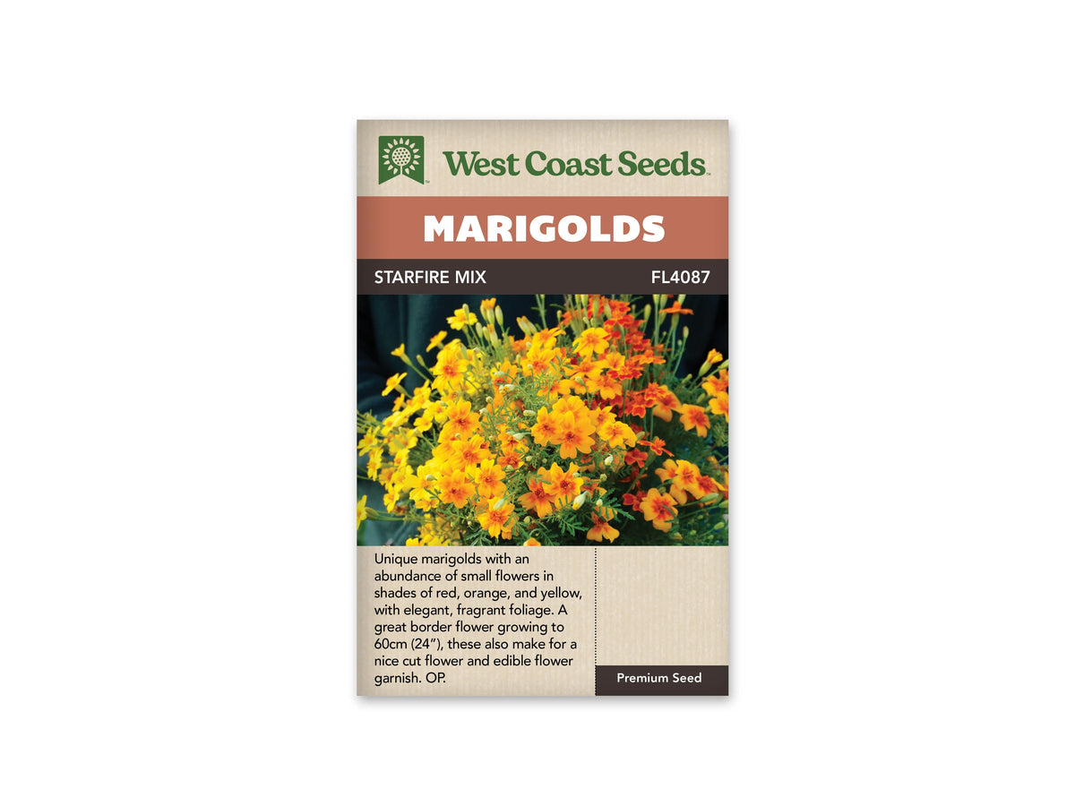 Sachet Starfire Mix de West Coast Seeds sur fond blanc. La photo montre une multitude de petites fleurs jaunes et orange, plusieurs avec du rouge au cœur ou sur les pétales. Des boutons allongés verts se dressent au-dessus d’un feuillage très fin. Le fond de la photo est sombre. Le bandeau orange indique Marigolds et la bande brune Starfire Mix.