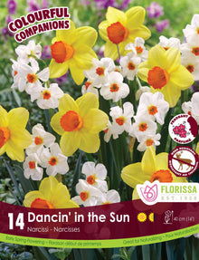 Floral Harmony 'Dancin' in the Sun' (<em>Tulipa</em> and <em>Narcissus</em>)