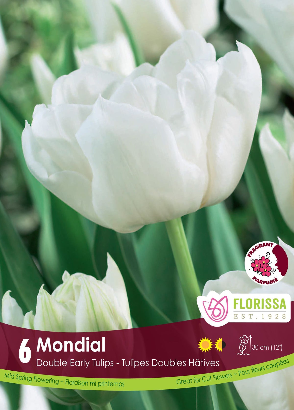 Tulipe Mondial ( Tulipa ) : une tulipe double blanche aux pétales arrondis. Le visuel Florissa présente la plante et son nom dans la partie inférieure de l’étiquette. La photographie occupe presque toute la surface, tandis que le bandeau du bas rassemble les indications du produit. Cette vue permet de reconnaître son apparence et de distinguer la variété présentée.