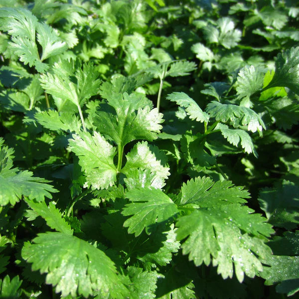 Organic Coriander 'Santo'